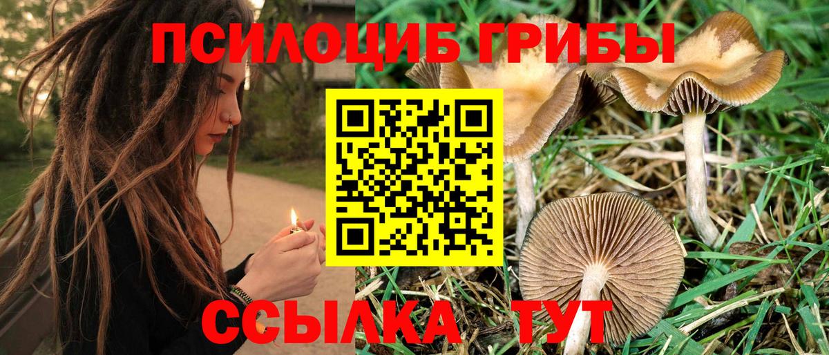 Галлюциногенные грибы Magic Shrooms  купить   Асино  Псилоцибиновые грибы Cubensis  Вход с VPN 